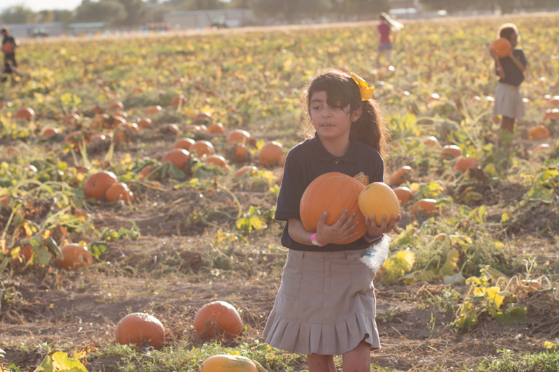 marana pumpkin patch field trip